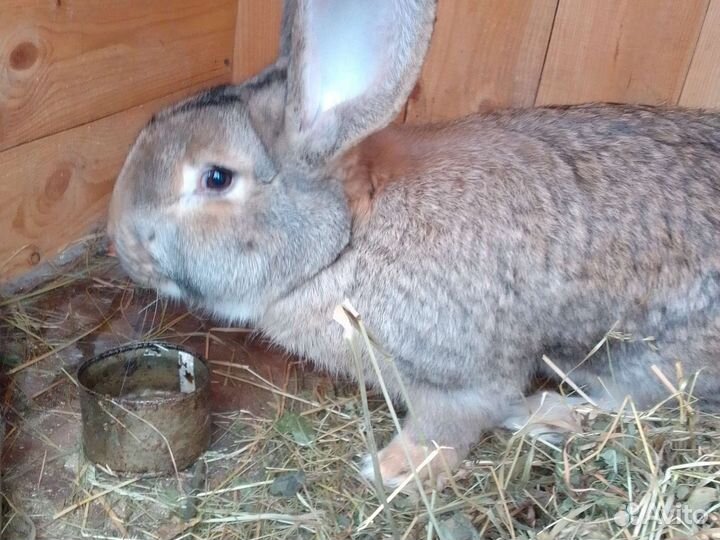 Кролики Ризен