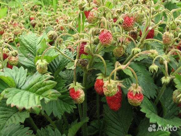 Земклуника клубнизика клубника рассада