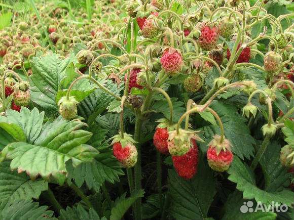 Земклуника клубнизика клубника рассада