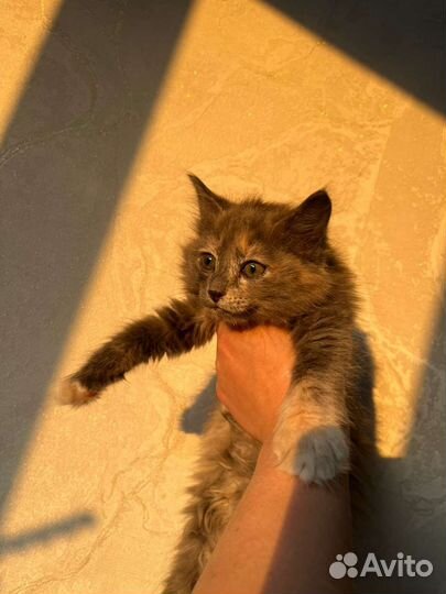 Кошки в добрые руки бесплатно