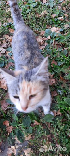 Кошки ищут дом