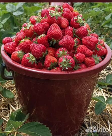 Клубника свежая