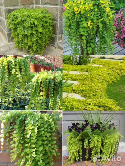 Вербейник монетчатый