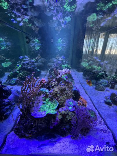 Продаю морской риф