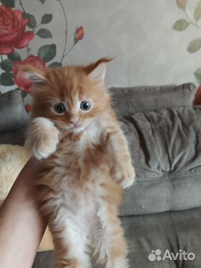 Котята мейн-кун