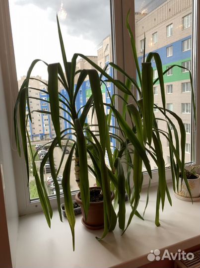 Пальма юкка