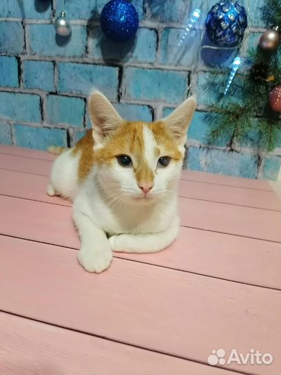 Пристраивается котёнок