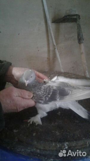 Голуби бойные