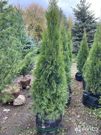 Туя Смарагд extra