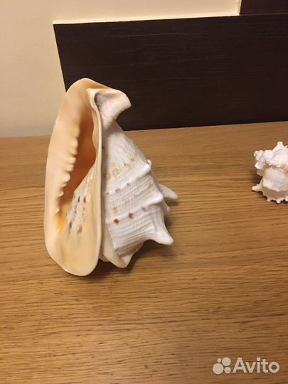 Морская раковина Кассис корнута, 22 см