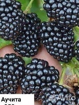 Саженцы ежевики и малины