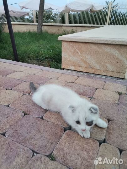 Отдам бесплатно