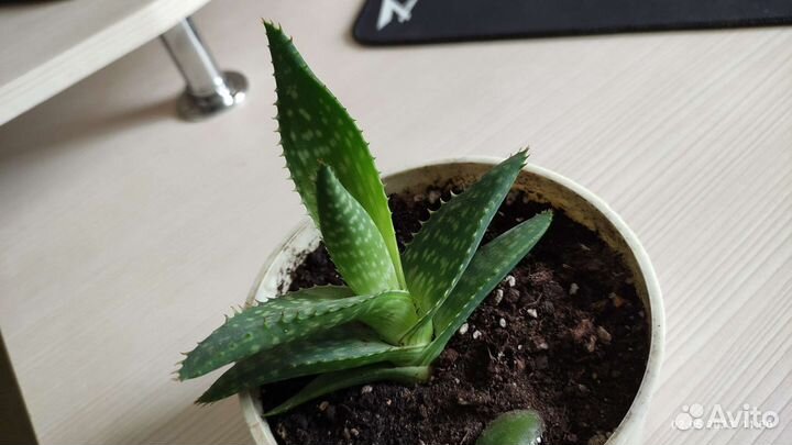 Продам алое древовидное (столетник)