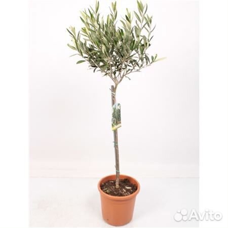 Олива Европейская Н85