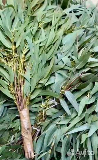 Веники для бани эвкалипт