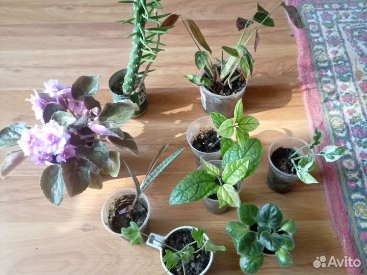 Домашние растения цветы