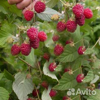 Саженцы малины