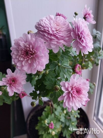 Хризантемы,хосты,примула,лобелии,очиток