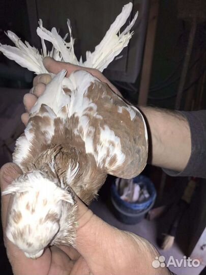 Узбеки, капканы, жуки