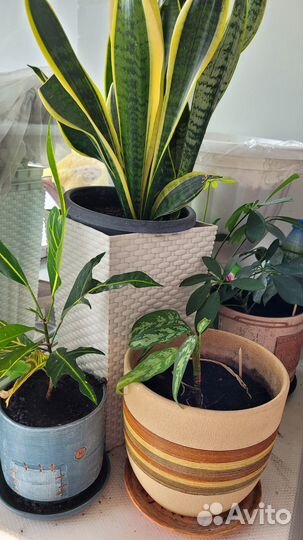 Продам цветы комнатные