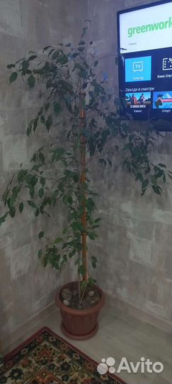 Фикус бенджамина