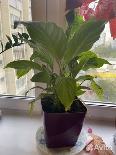 Комнатные растения