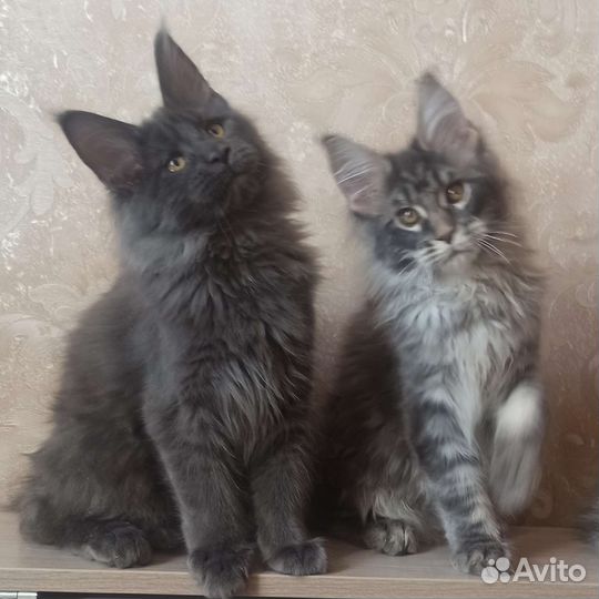 Котята мейн-кун в Тюмени