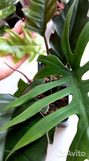 Филодендрон майо