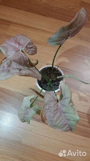 Аглаонема,сциндапсус,филодендрон,диффенбахия