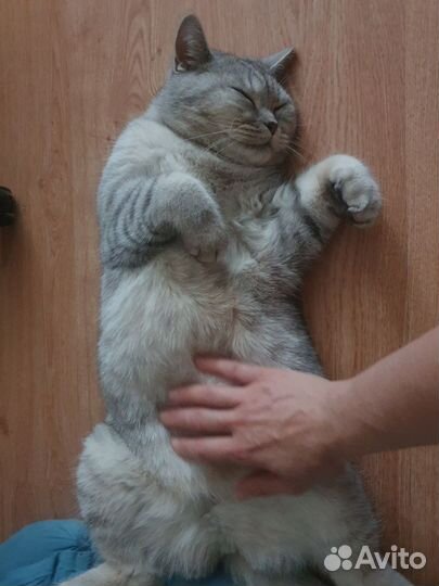 Британская кошечка в дар