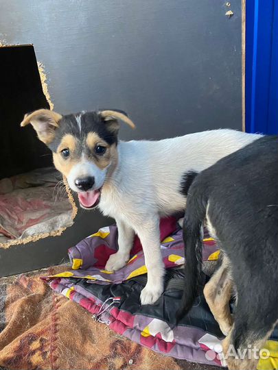 Щенок в добрые руки