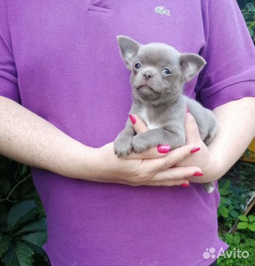 Чихуахуа мальчик