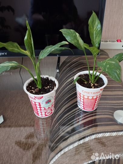 Спатифиллум Даймонд