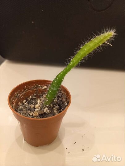 Гилоцереус. Ампельный кактус