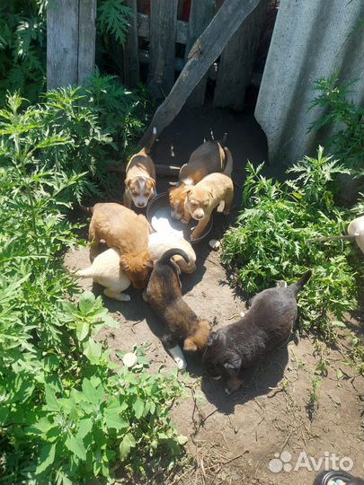 Щенки в добрые руки