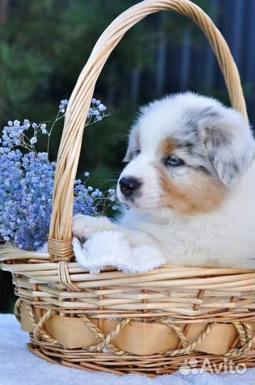 Щенки аусси