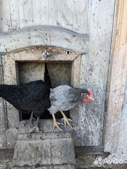 Молодые петухи