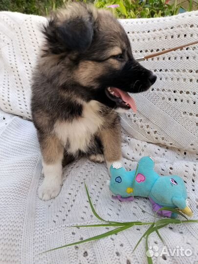 Собака щенок маленькой породы Кроха