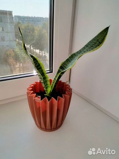 Сансевиерия