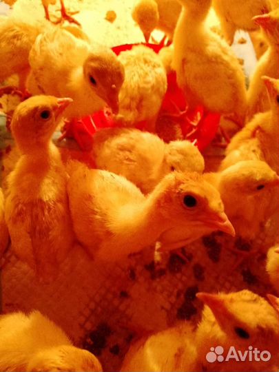 Индюшата, индюшки, индюки