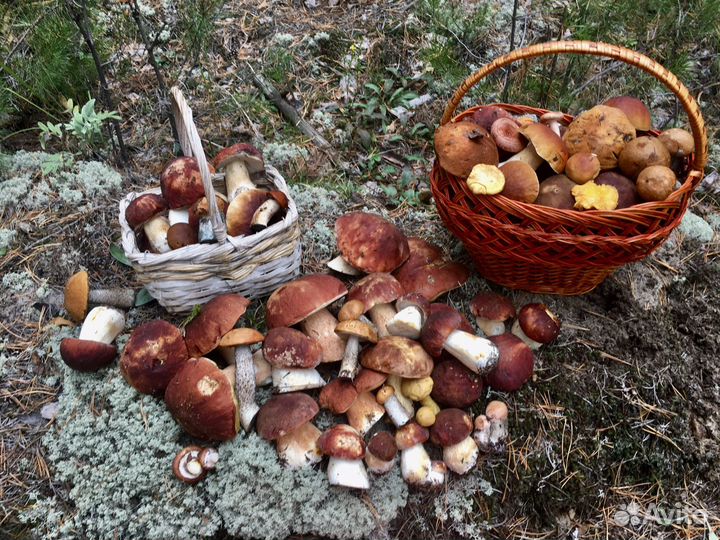 Грибы маринованные,грибная икра,грузди соленые