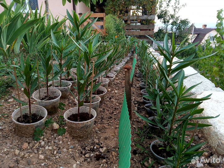 Олеандр морозостойкий