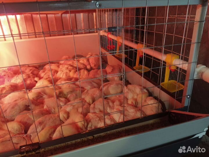 Клетка для бройлеров
