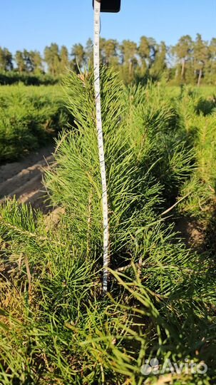 Саженцы сосны и ели окс оптом