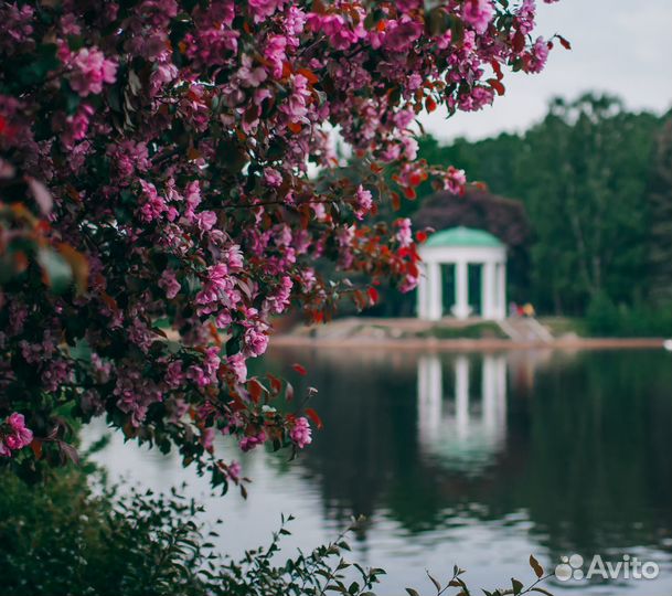 Фотограф, фотосессия в цветущих садах