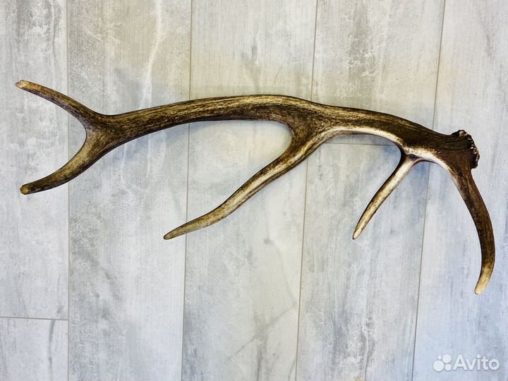 Рога оленя и лося необработанные