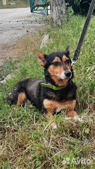 Крошка Мусечка