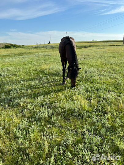 Продажа лошадей