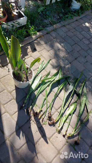 Сансевиерия