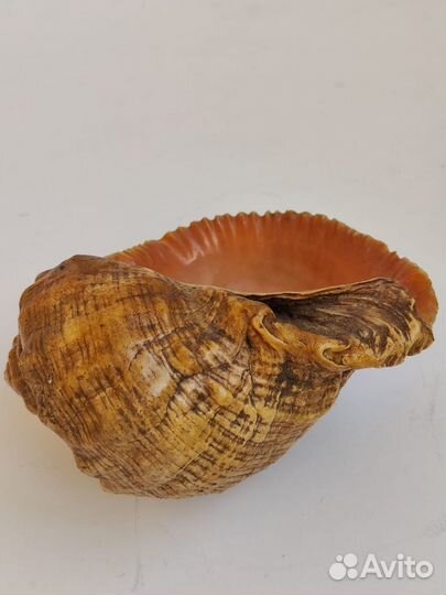 Ракушка морская большая